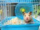 Chuột hamster sống ở nhiệt độ bao nhiêu để sinh trưởng tốt? 
