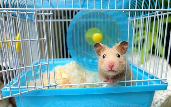 Chuột hamster sống ở nhiệt độ bao nhiêu để sinh trưởng tốt? 