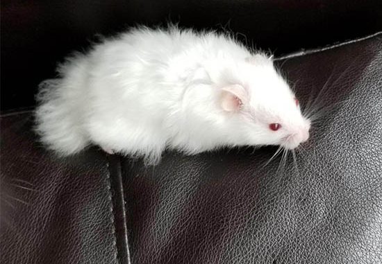 Đặc điểm của giống chuột Hamster mắt đỏ