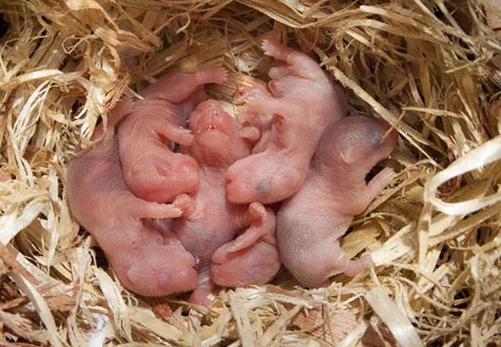 Tại sao chuột hamster ăn con của mình?