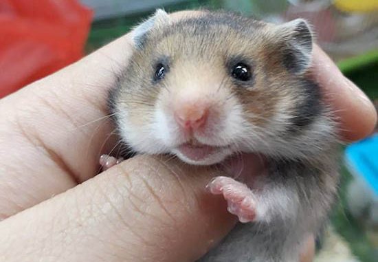 Tại sao chuột hamster cắn
